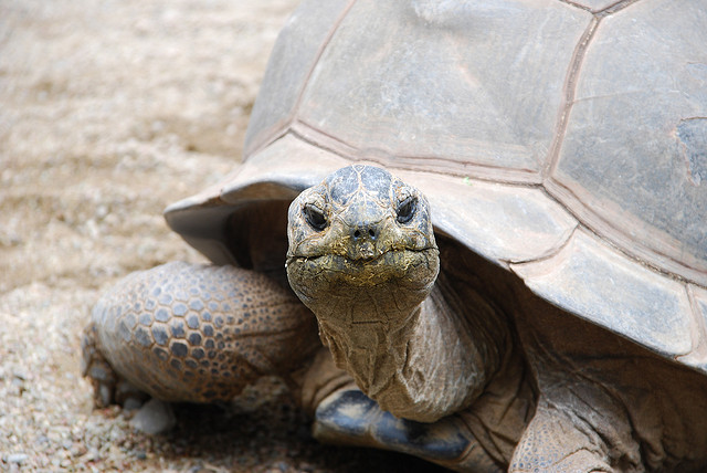 Elephant tortoise / "KIUKO"