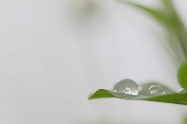 Droplets after rain / Takashi(aes256)