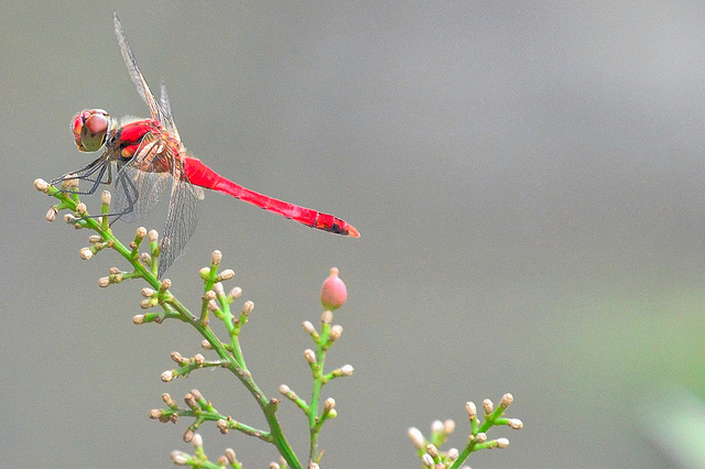 ナツアカネ (Summer darter, Red dragonfly) / Dakiny