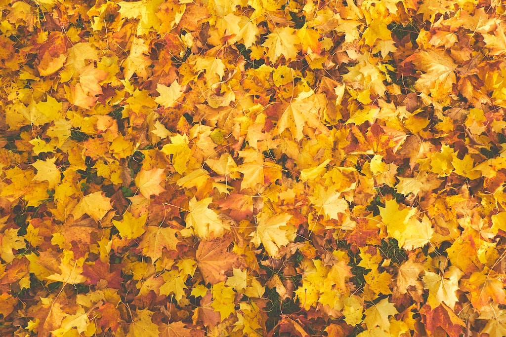 autumn-autumn-colours-bright-756903